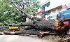 Bengaluru may introduce scientific testing to identify dangerous roadside trees