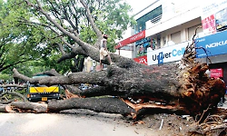 Bengaluru may introduce scientific testing to identify dangerous roadside trees