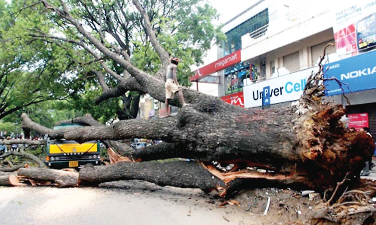 Bengaluru may introduce scientific testing to identify dangerous roadside trees