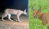 Rare Caracal: ದಶಕಗಳ ಬಳಿಕ ಕುನೋ ರಾಷ್ಟ್ರೀಯ ಉದ್ಯಾನವನದಲ್ಲಿ ಕಂಡುಬಂದ ಅಪರೂಪದ ಕಾಡುಬೆಕ್ಕು