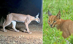 Rare Caracal: ದಶಕಗಳ ಬಳಿಕ ಕುನೋ ರಾಷ್ಟ್ರೀಯ ಉದ್ಯಾನವನದಲ್ಲಿ ಕಂಡುಬಂದ ಅಪರೂಪದ ಕಾಡುಬೆಕ್ಕು