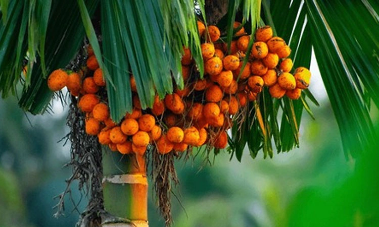 ಮಂಗಳೂರು: ಮಹಾರಾಷ್ಟ್ರದಲ್ಲಿ ಅಡಿಕೆ ಬಿಕ್ಕಟ್ಟು ಬಹುತೇಕ ಶಮನ