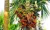 ಪ್ರಾಕೃತಿಕ ವಿಕೋಪದಿಂದ ಹಾನಿ: ಮುಖ್ಯ ಬೆಳೆ ಅಡಿಕೆ ಮರಗಳಿಗೆ ಪರಿಹಾರ ಅತ್ಯಲ್ಪ