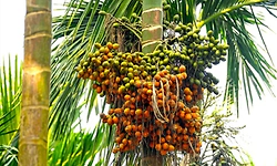 ಪ್ರಾಕೃತಿಕ ವಿಕೋಪದಿಂದ ಹಾನಿ: ಮುಖ್ಯ ಬೆಳೆ ಅಡಿಕೆ ಮರಗಳಿಗೆ ಪರಿಹಾರ ಅತ್ಯಲ್ಪ