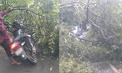 Chikkamagaluru: Rider has narrow escape as tree falls on bike