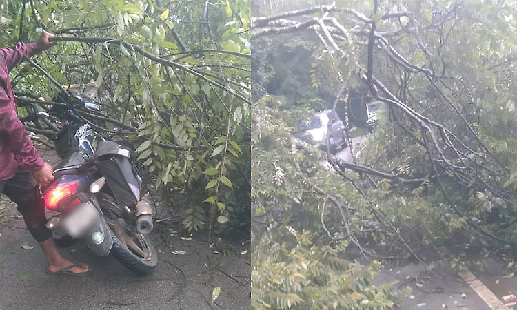 Chikkamagaluru: Rider has narrow escape as tree falls on bike