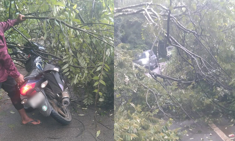 ಚಿಕ್ಕಮಗಳೂರು: ಬೈಕ್ ಮೇಲೆ ಬಿದ್ದ ಮರ, ಸವಾರ ಕೂದಲೆಳೆ ಅಂತರದಲ್ಲಿ ಪಾರು