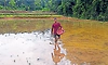 ಭತ್ತದ ಇಳುವರಿ ಹೆಚ್ಚಳಕ್ಕೆ ನೆಲಗಡಲೆ ಹಿಂಡಿ ಪ್ರಯೋಗ!