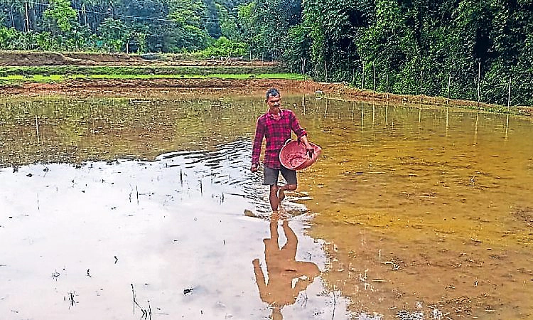 ಭತ್ತದ ಇಳುವರಿ ಹೆಚ್ಚಳಕ್ಕೆ ನೆಲಗಡಲೆ ಹಿಂಡಿ ಪ್ರಯೋಗ!