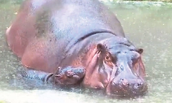 ಬನ್ನೇರುಘಟ್ಟದಲ್ಲಿ ನೀರಾನೆ ಮರಿ ಜನನ : ವಿಶೇಷ ಆರೈಕೆ