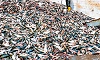 Mukka: Foul smell from fish processing units causes distress