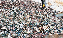 Mukka: Foul smell from fish processing units causes distress