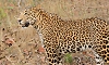 Belthangady: Leopard attacks dog, drags it away; villagers worried