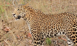 Belthangady: Leopard attacks dog, drags it away; villagers worried