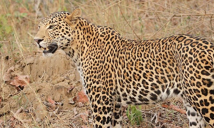 Belthangady: Leopard attacks dog, drags it away; villagers worried