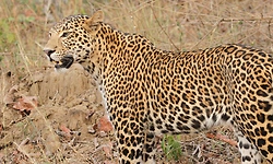 ಬಳಂಜ: ನಾಯಿ ಮೇಲೆ ಚಿರತೆ ದಾಳಿ; ಗ್ರಾಮಸ್ಥರಲ್ಲಿ ಆತಂಕ
