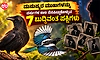 ಮನುಷ್ಯರ ಮುಖಗಳನ್ನು ವರ್ಷಗಳ ಕಾಲ ನೆನಪಿಟ್ಟುಕೊಳ್ಳುವ 7 ಬುದ್ಧಿವಂತ ಪಕ್ಷಿಗಳು