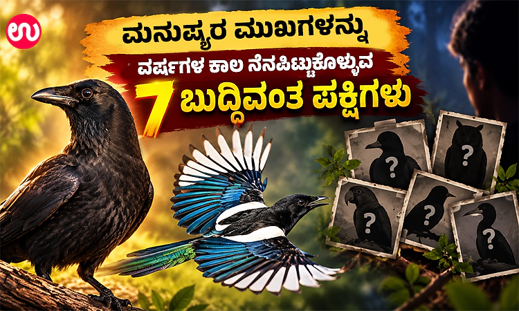 ಮನುಷ್ಯರ ಮುಖಗಳನ್ನು ವರ್ಷಗಳ ಕಾಲ ನೆನಪಿಟ್ಟುಕೊಳ್ಳುವ 7 ಬುದ್ಧಿವಂತ ಪಕ್ಷಿಗಳು