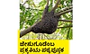  Beehive: ಜೇನುಗೂಡೆಂಬ ಪ್ರಕೃತಿಯ ಪಠ್ಯಪುಸ್ತಕ