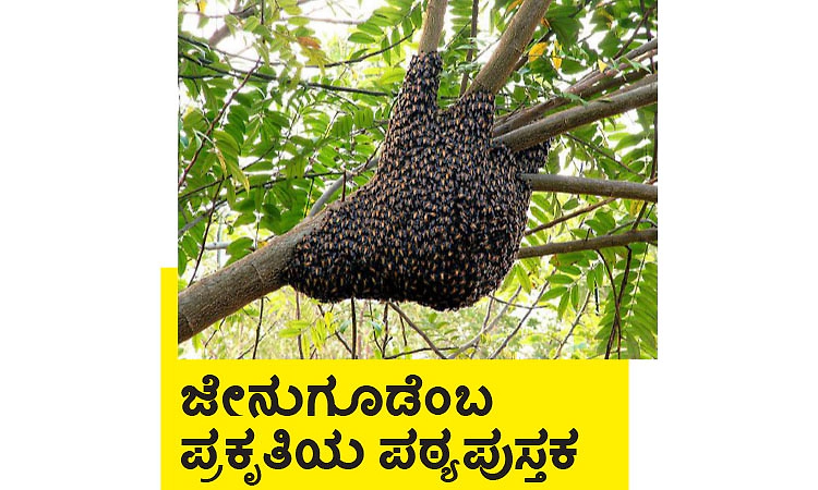  Beehive: ಜೇನುಗೂಡೆಂಬ ಪ್ರಕೃತಿಯ ಪಠ್ಯಪುಸ್ತಕ