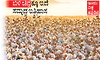 ಇಂದು ವಿಶ್ವ ಹತ್ತಿ ದಿನ: ಬಿಳಿ ಚಿನ್ನ ಕ್ಕೂ ಇದೆ ಸಮೃದ್ಧ ಇತಿಹಾಸ