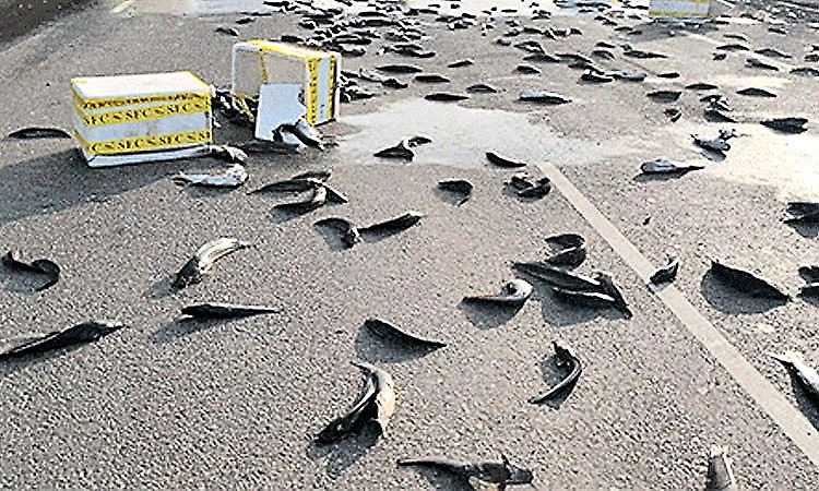 Kunjathur: Fish spill on national highway after pickup truck overturns