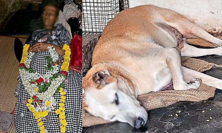 ಋಷ್ಯಮುಖ ಪರ್ವತದಲ್ಲಿ ಬೆಲ್ಜಿಯಂನ ಚಿಯರಾಲ್ ಮೈಚೆಲ್ (ಮೀರಾ) ಚಿರನಿದ್ರೆಗೆ; ಸಾಕುನಾಯಿ ಕಣ್ಣೀರು