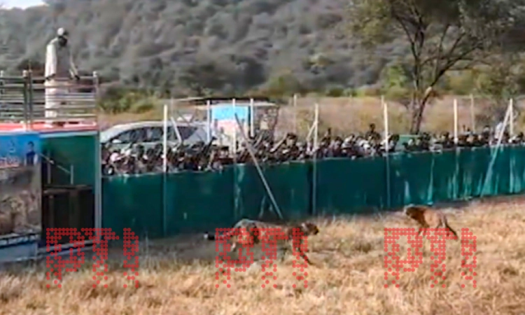 Cheetah cub released in wild at Kuno National Park dies
