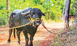 ಕಂಬಳ; 150ಕ್ಕೂ ಅಧಿಕ ಪದಕ ಪಡೆದ 'ಬೋಳಾರ ಕುಟ್ಟಿ' ಕೋಣ ಇನ್ನಿಲ್ಲ