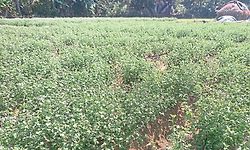 ಹೆಮ್ಮಾಡಿಯಲ್ಲಿ ಚಿತ್ರದುರ್ಗದ 'ಚಾಂದಿನಿ' ಸೇವಂತಿಗೆ ಪ್ರಯೋಗ