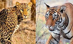 Shirva: ಪಡುಬೆಳ್ಳೆ, ಪಾಂಬೂರು, ದಿಂಡಿಬೆಟ್ಟು ಪರಿಸರದಲ್ಲಿ ಪಟ್ಟೆ ಹುಲಿ, ಚಿರತೆ ಹಾವಳಿ