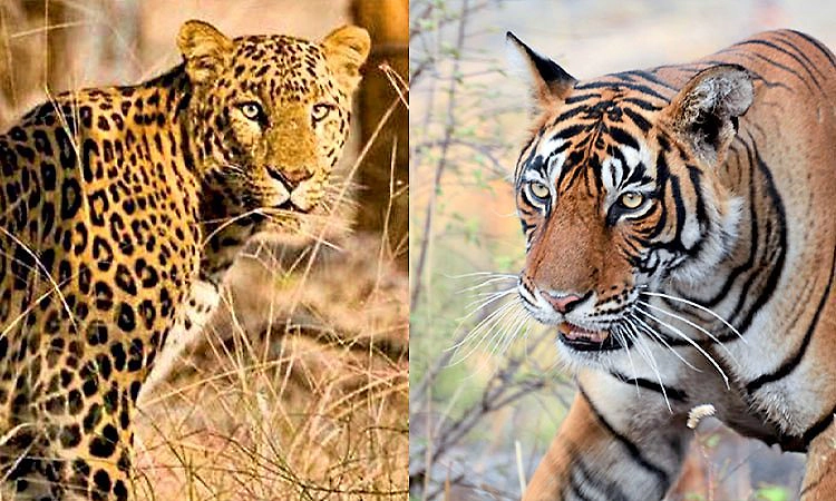 Shirva: ಪಡುಬೆಳ್ಳೆ, ಪಾಂಬೂರು, ದಿಂಡಿಬೆಟ್ಟು ಪರಿಸರದಲ್ಲಿ ಪಟ್ಟೆ ಹುಲಿ, ಚಿರತೆ ಹಾವಳಿ