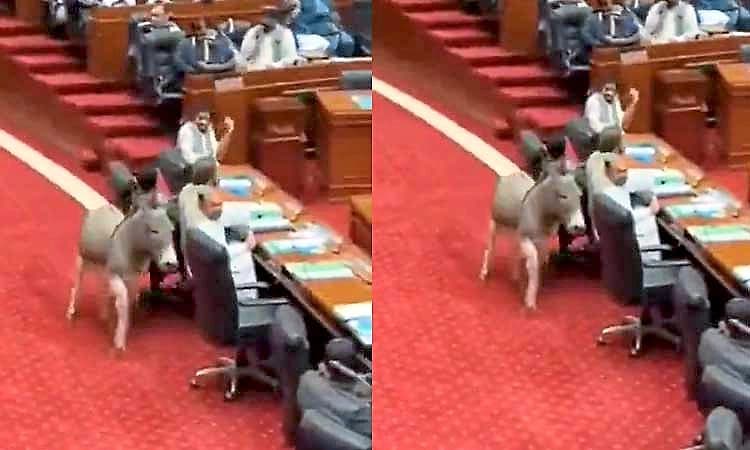 ಪಾಕಿಸ್ತಾನದ ಸಂಸತ್ತಿಗೆ ನುಗ್ಗಿ, ಓಡಾಡಿದ ಕತ್ತೆ: ಎಐ ವಿಡಿಯೋ ವೈರಲ್‌!