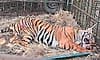 Hunsur: Seven-year-old male tiger trapped in cage, villagers breathe easy