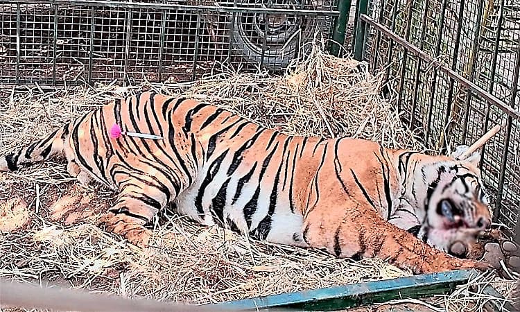 Hunsur: Seven-year-old male tiger trapped in cage, villagers breathe easy
