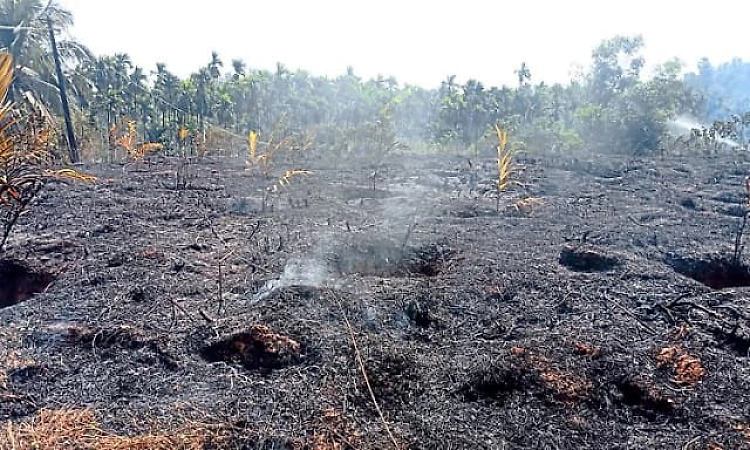 Puttur: Over 900 areca nut plants destroyed after snapped power line sparks fire