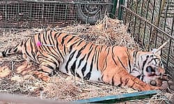 Hunsur: ಬೋನಿಗೆ ಬಿದ್ದ 7 ವರ್ಷದ ಗಂಡು ಹುಲಿ; ಗ್ರಾಮಸ್ಥರಲ್ಲಿ ನಿಟ್ಟುಸಿರು