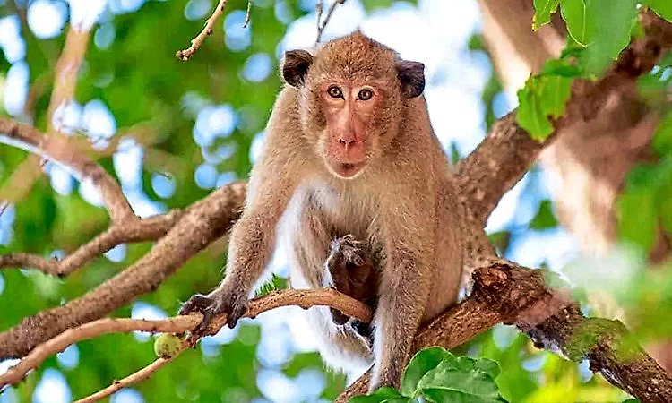 Chikkamagaluru: ಮತ್ತೊಂದು ಮಂಗನ ಕಾಯಿಲೆ ಪ್ರಕರಣ