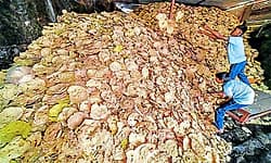 ಕೊಪ್ಪಳದ ಶ್ರೀ ಗವಿಸಿದ್ದೇಶ್ವರ ಜಾತ್ರಾ ಮಹೋತ್ಸವ: ರೊಟ್ಟಿ-ಸಿಹಿ ಸವಿರುಚಿ ಸವಿದ ಸದ್ಭ‌ಕ್ತರು