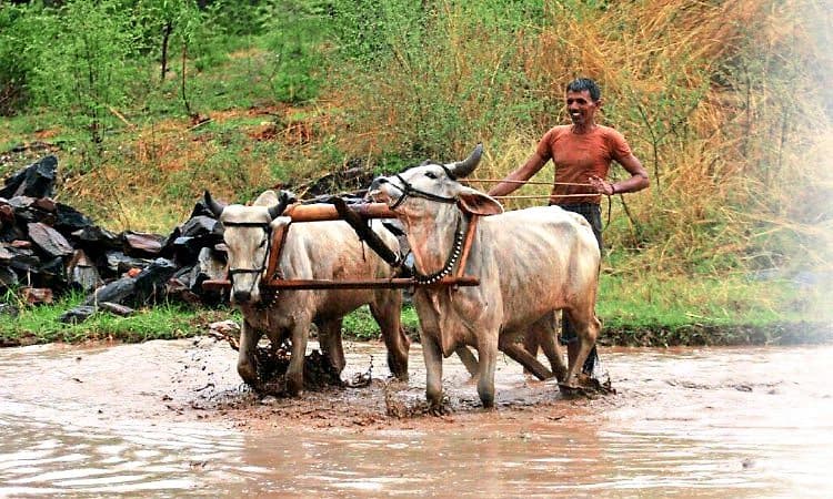 Farmer: ರೈತನ ಬೆವರಲ್ಲಿದೆ ರಾಷ್ಟ್ರದ ಪ್ರಗತಿ...