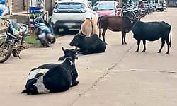 Panambur: ದನ ಕಳ್ಳತನ ಶಂಕೆ, ದೂರು