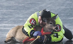 ಹೆಪ್ಪುಗಟ್ಟಿದ ಸರೋವರದಲ್ಲಿ ಹೆಣಗಾಡುತ್ತಿದ್ದ ಜಿಂಕೆಯ ರಕ್ಷಣೆ: ವೈರಲ್ ವಿಡಿಯೋ