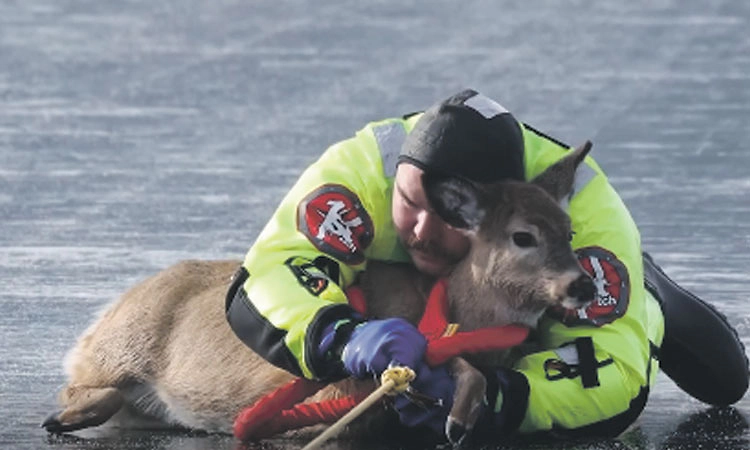 ಹೆಪ್ಪುಗಟ್ಟಿದ ಸರೋವರದಲ್ಲಿ ಹೆಣಗಾಡುತ್ತಿದ್ದ ಜಿಂಕೆಯ ರಕ್ಷಣೆ: ವೈರಲ್ ವಿಡಿಯೋ