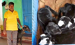 ಬಲಿ ಕೊಡಲು ತಂದಿದ್ದ ಕುರಿಯಿಂದ ರೈತನಿಗೆ ಲಾಟರಿ: ಏಕಕಾಲಕ್ಕೆ 6 ಮರಿಗಳಿಗೆ ಜನ್ಮ ನೀಡಿದ ಕುರಿ!