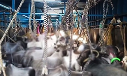 Madhugiri: ಪೋಲಿಸರ ಮಿಂಚಿನ ಕಾರ್ಯಾಚರಣೆ : ಜಾನುವಾರು ರಕ್ಷಣೆ