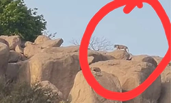 ಸಾಣಾಪೂರ ಲೇಕ್ ಬೆಟ್ಟದಲ್ಲಿ ಚಿರತೆ ಪ್ರತ್ಯಕ್ಷ; ಆತಂಕಗೊಂಡ ಗ್ರಾಮಸ್ಥರು, ಪ್ರವಾಸಿಗರು