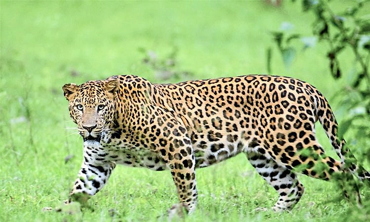 Belthangady: ಚಿರತೆ ಅಟ್ಟಹಾಸ ಮುಂದುವರಿಕೆ