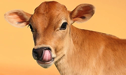 ವರ್ಷಕ್ಕೊಂದು ಕರುಗೆ 1,000 ಕಡೆ ‘ಫಲಧಾರೆ’ ಶಿಬಿರ