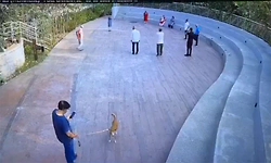 ನಾಯಿ ಮೂತ್ರ ವಿಸರ್ಜನೆ ಕಾರಣಕ್ಕೆ ಗಲಾಟೆ: ದಂಪತಿ ಮೇಲೆ ಹಲ್ಲೆ: Viral Video 