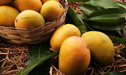 Love mangoes? Here’s how to spot artificially ripened fruits, health risks and safety tips